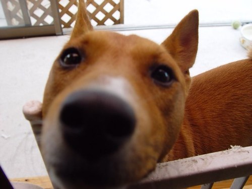 1960_oyazi's profile picture. 