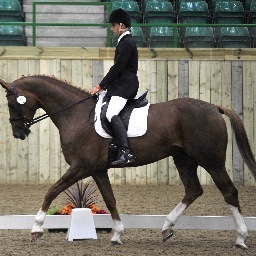 @ASuttonDressage