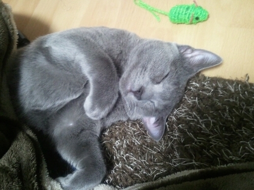 youichi248's profile picture. 株、現物(海帆、リミポ)/愛猫飼育スペシャリスト(ロシアンブルー、サイベリアンと同居)/プロレス/刺青