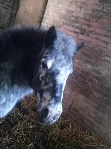 i love horses follow me!!!