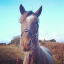 lucy bellamy - @lurcherlu - Twitter