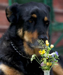 katzinbedlam's profile picture. I write books for adults and children about animals, people and rural life. And I take pictures.