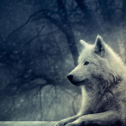 Hi. I'm Minalo. I am a wolf. I love following creatures in Middle-Earth. I hope Thorin and his company gets Erebor back.Love LOTR, The Hobbit & Harry Potter