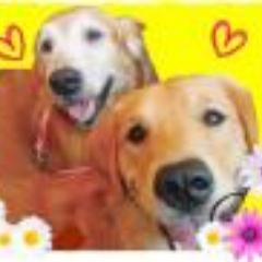 ゴル飼い主さん、フォローしてます(^O^) ゴールデン・レトリバーに癒される毎日 #ゴールデンレトリバー#ヨシダエンタープライズ#クレイジーヤッコー