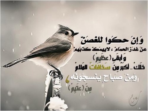 ااِزرع دَاخِل الجَميع شَيئاً يَخُصكَ إنْ لم يكُن حُباً فَليكُن إحتِرامَاً..͟‴