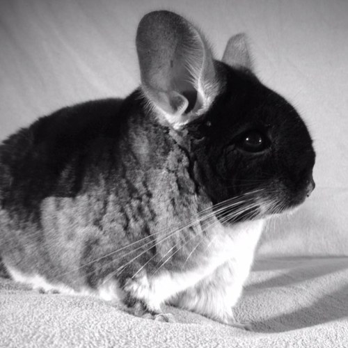 GusTheChin's profile picture. 