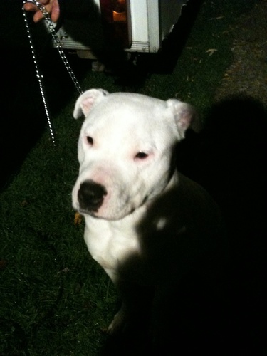 pedropan1710's profile picture. villa fan all my life, lionhearts !