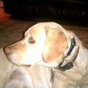 Michael Roche - @rochems68 - Twitter