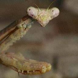 anthion's profile picture. I live in Austin, TX and New York City and I take photos of bugs on the weekend!