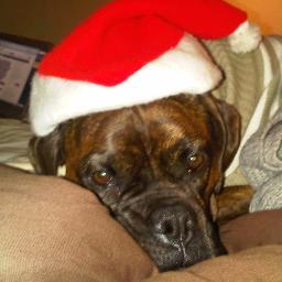 In memory of beautiful boxer Lucy. Your Mummy brought you to stay and left you right here in my heart.