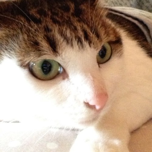 Go3J1Ra4's profile picture. 