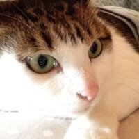 ゴジラママ (@go3j1ra4) 's Twitter Profile