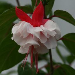 Mike and Sarah at Potash Nursery. Suffolk's leading fuchsia specialist.  We exhibit at the top UK flower shows.