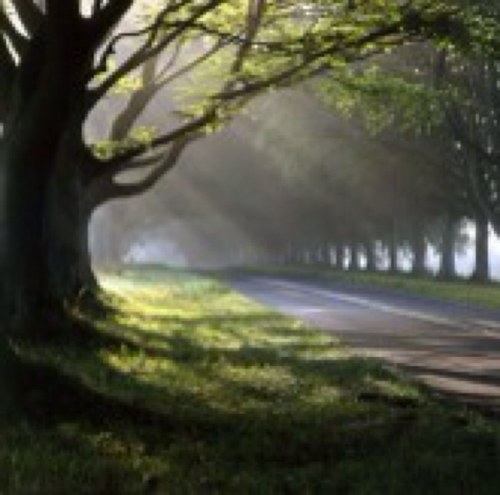 TollardRach's profile picture. 