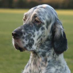 Dogs, blogs, websites & start-ups rock my world! Not necessarily in that order! Oh & coding & design! That's all! *Please don't confuse me with that BBC chap!
