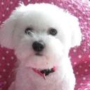 Bella Bean - @BellaBean001 - Twitter