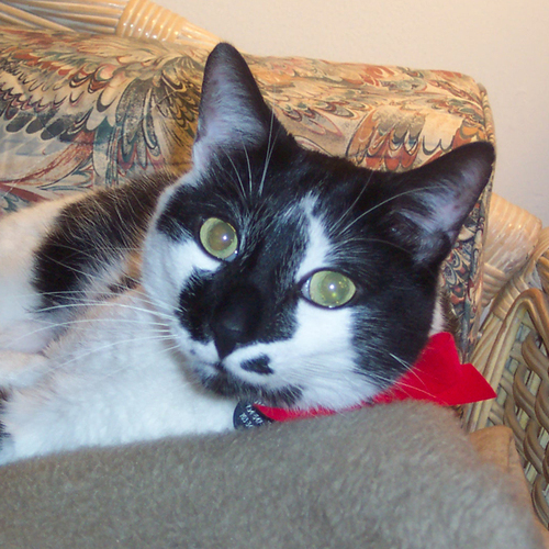 originalmisa's profile picture. 