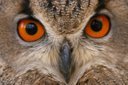 S.C. Birds of Prey Profile