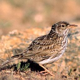 Delegación de SEO/BirdLife en Aragón