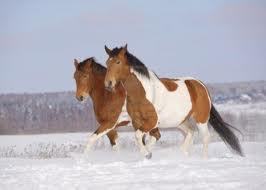paarden_feitjes's profile picture. een leuk paarden account die allemaal dingen tweet over paarden!