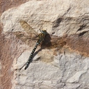 Laura Coventry - @northernemerald - Twitter