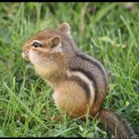 isabelle crozier (@isabellecrozier) 's Twitter Profile