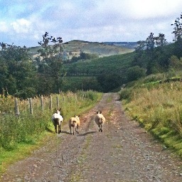 IrenaKitchen's profile picture. 