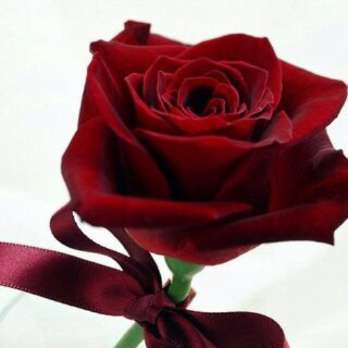 mno2244's profile picture. 