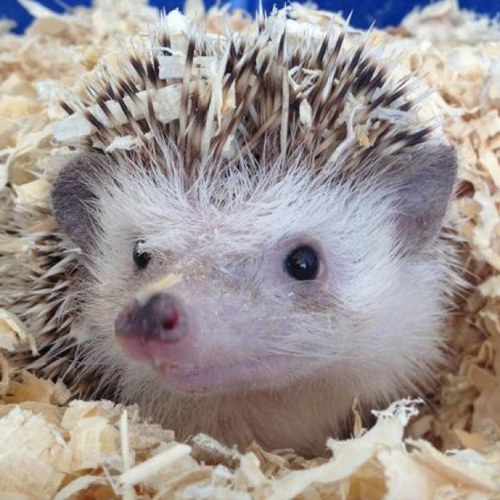 jeffsforjeff's profile picture. 