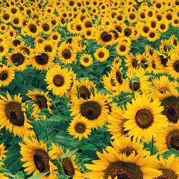 alongi_patrizia's profile picture. 