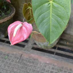 debumedico's profile picture. 