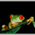 Profile Picture of Jays-jungle (@r3deyedtr33frog) on Twitter