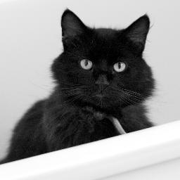 lordfluffington's profile picture. 'Cats, as a class, have never completely got over the snootiness caused by the fact that in ancient Egypt they were worshipped as gods.'