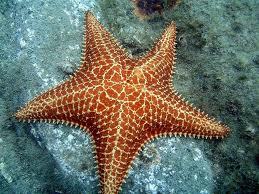 BelezaDoOceano's profile picture. Bem, bem, bem, bem lá no fundo do mar existem as maiores maravilhas que os oceanos tem: as estrelas do mar.