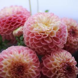 stoptheexploits's profile picture. Enjoy beauty in your surroundings