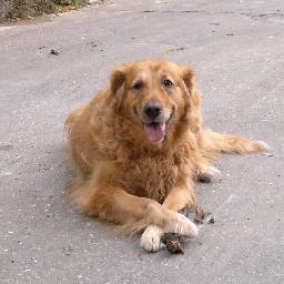 SchellePavel Profile Picture