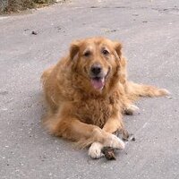 Pavel Schelle (@schellepavel) 's Twitter Profile Photo