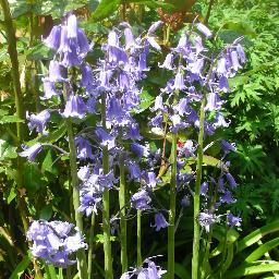 somersetgirls's profile picture. 