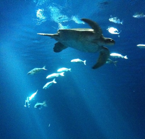 ZenUrchin's profile picture. 