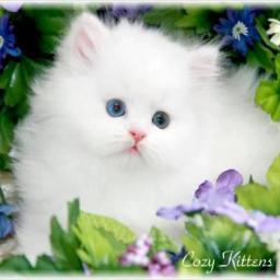 Ronymk2010's profile picture. 