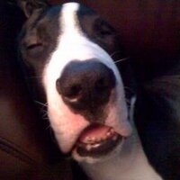 Matt Meeker (@barkmeeker) 's Twitter Profile