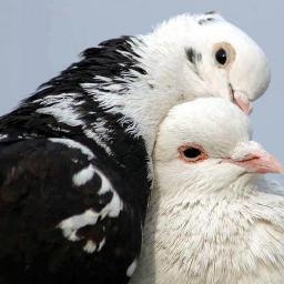 saifalam60's profile picture. I do not say any thing about me first deserve and then desire.