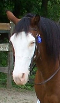 MomwHorses's profile picture. 50, husband, young kids, old kid, horses, horses, horses . . .