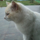 Alberto Petit - @gomimola_15 - Twitter