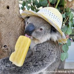Koala with a hat.