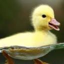 Claire Albert - @duckyfan28 - Twitter