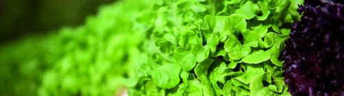 We invest in sustainable agricultural projects that will enhance the prosperity of Macedonia, through increasing sustainable agricultural production.
