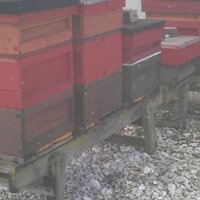 David Hanson (@hansonherefords) 's Twitter Profile