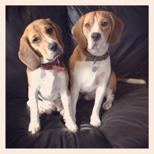 We are Axel & Lilly from Manchester.  I'm 16 months and Lilly is an annoying 7 months.