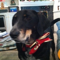 CatHatinDog's profile picture. To reclaim the internet from the feline scourge. (This is a parody account. I do not suggest or condone the mistreatment of any animal.)